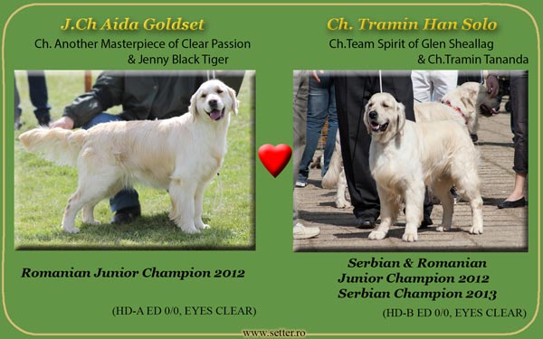 Cuib de golden retriever 2013 Aida & Tramin