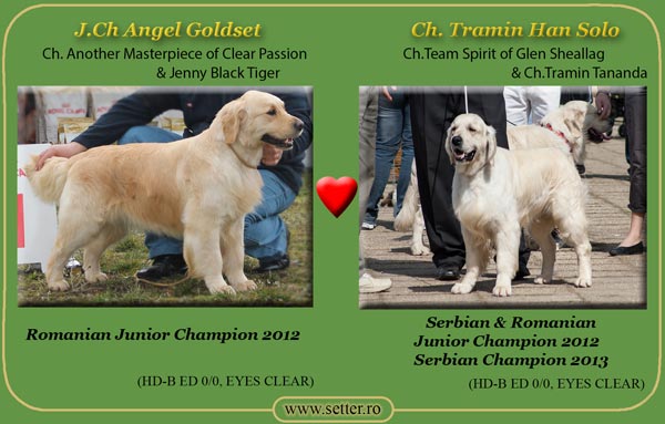 Cuib de golden retriever 2013 Angel & Tramin