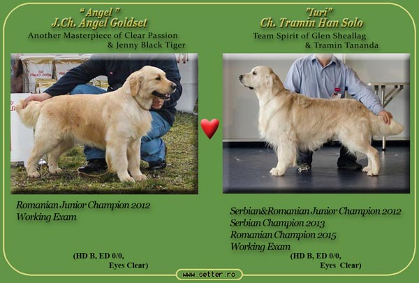 Cuib de golden retriever 2015 Angel & Iuri