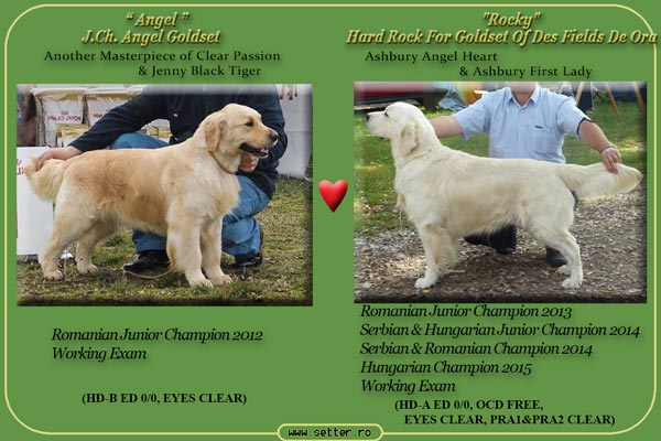 Cuib de golden retriever 2016 Angel & Rocky