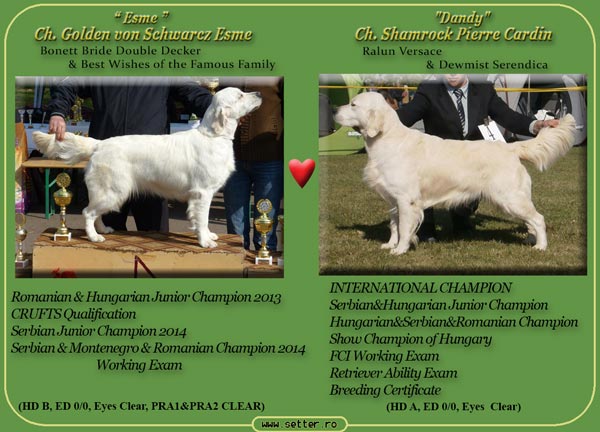 Cuib de golden retriever 2015 Esme & Dandy