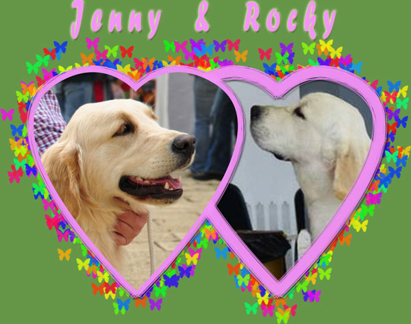 Cuib de golden retriever 2014 Jenny & Rocky