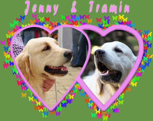 Cuib de golden retriever 2014 Jenny & Tramin