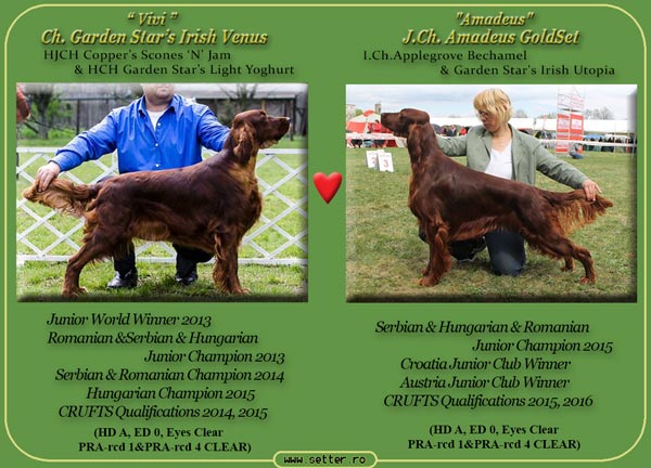 Cuib de irish red setter 2017 Vivi & Amadeus