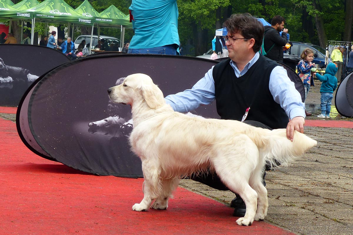 Nordic golden retriever cheap