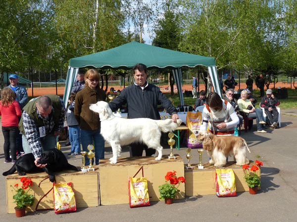 Golden von Schwarcz Esme -"Esme", golden retriever, champion at Kikinda 2014, number one