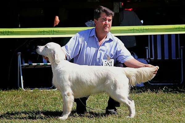 Esme-Golden retriever-Best junior at HÓDMEZŐVÁSÁRHELY HU