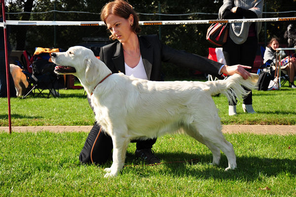 evidence of love of clearpassion golden retriever