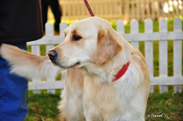 jenny black tiger golden retriever