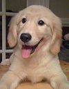 100px goldenretrieverpuppydaisyparker