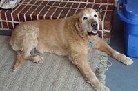 200px 15 year old golden retriever