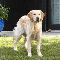 200px golden retriever 2003 03 12