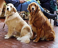 200px golden retrievers dark and light