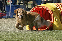 200px goldenretriver agility tunnel wb